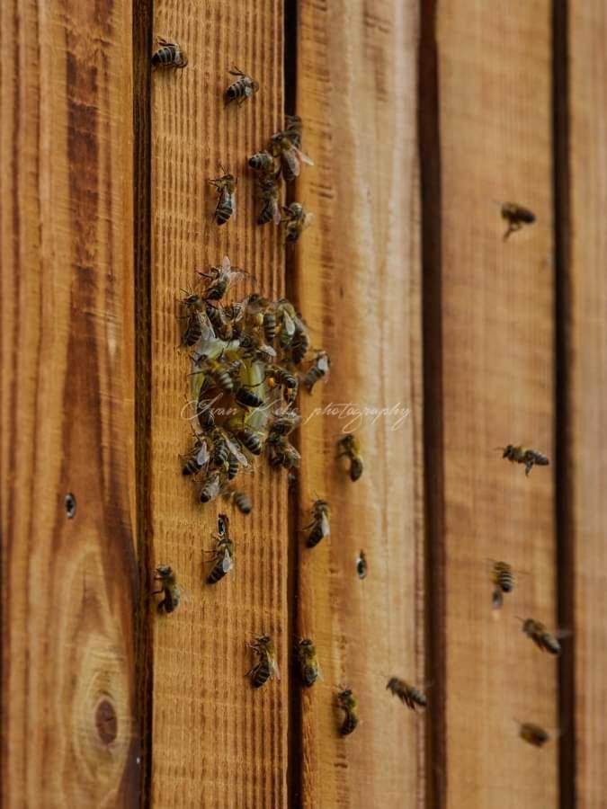 Hisa Zdravega Oddiha Lägenhet Begunje pri Cerknici Exteriör bild